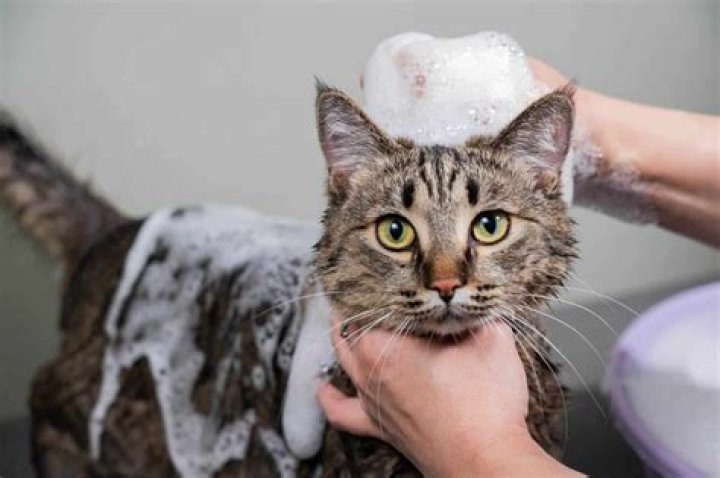 Can I sedate my cat at home for grooming?