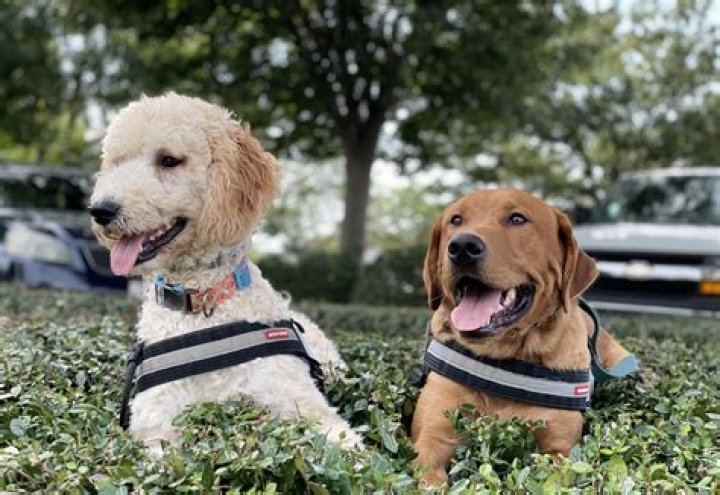 Can I train my dog to be a service dog?