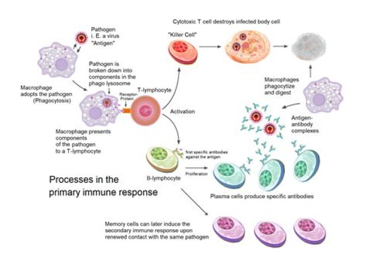 Can innate immune system response to virus?