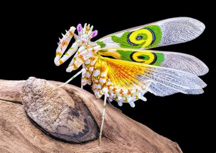 Can insects be cold?