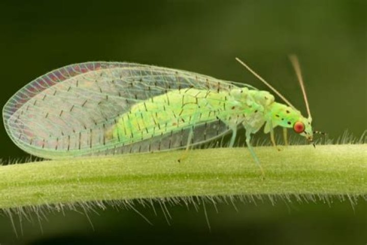 Can lacewings bite?