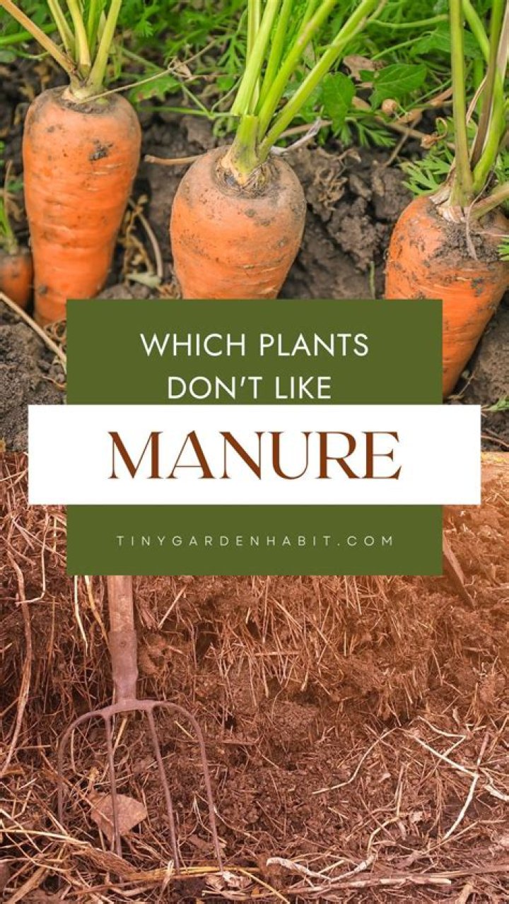 Can manure burn plants?