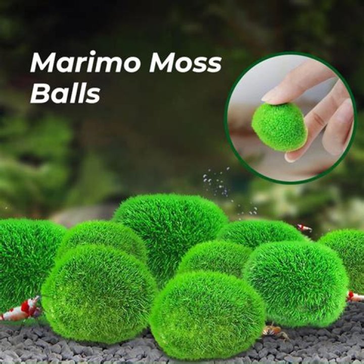 Can moss balls live with aquarium salt?