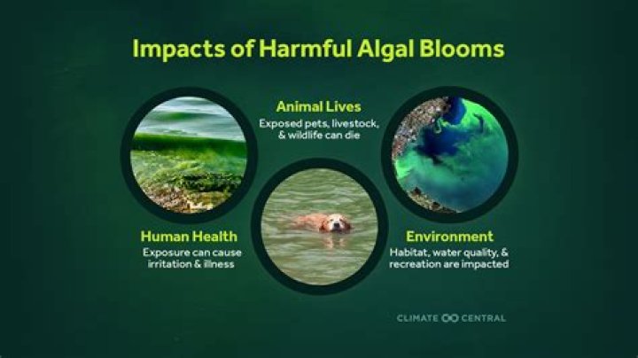 Can PQQ be harmful?