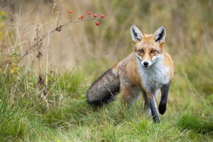 Can red fox be hunted?