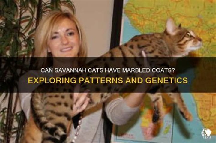 Can Savannah cats be marbled?