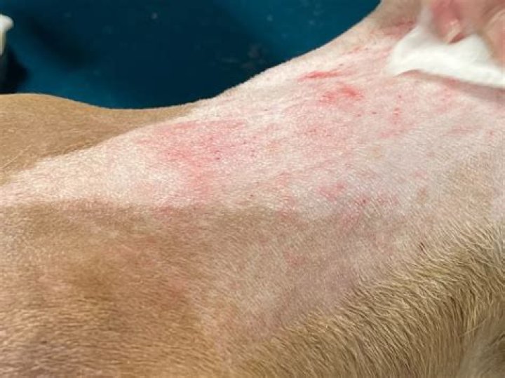 Can shaving a dog cause trauma?