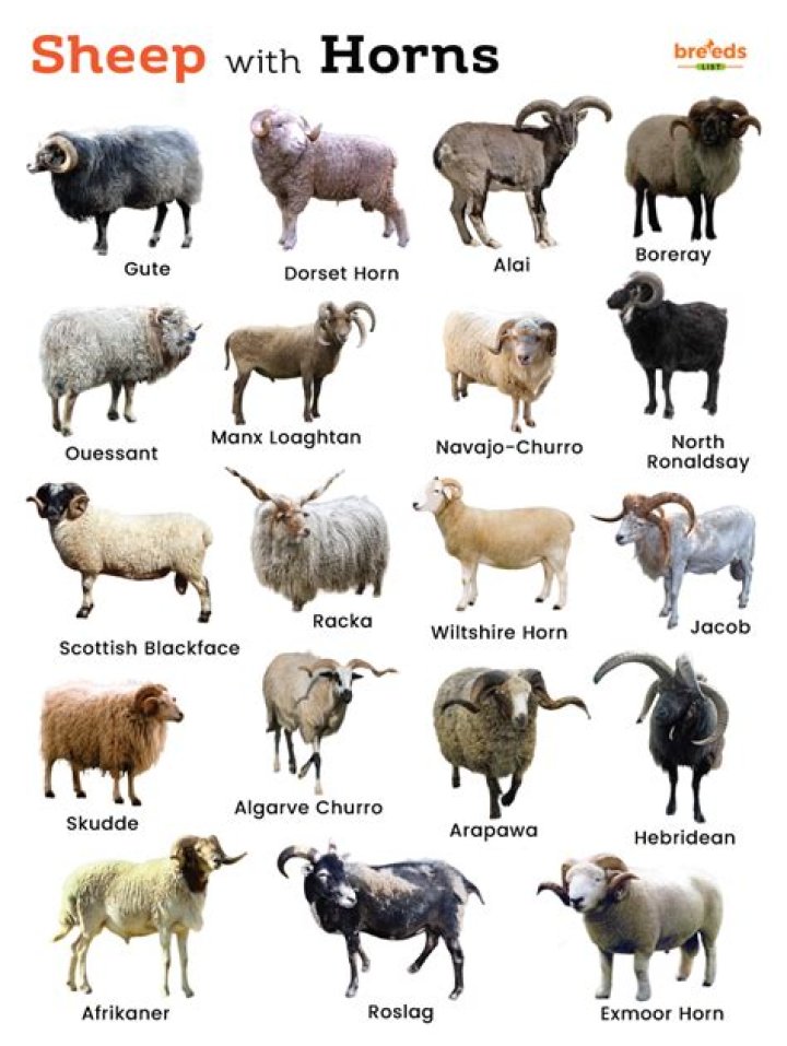 Can sheep have two sets of horns?