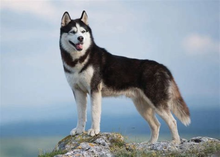 Can Siberian Husky live in Georgia?