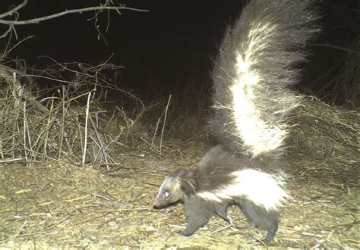 Can skunks be spotted?