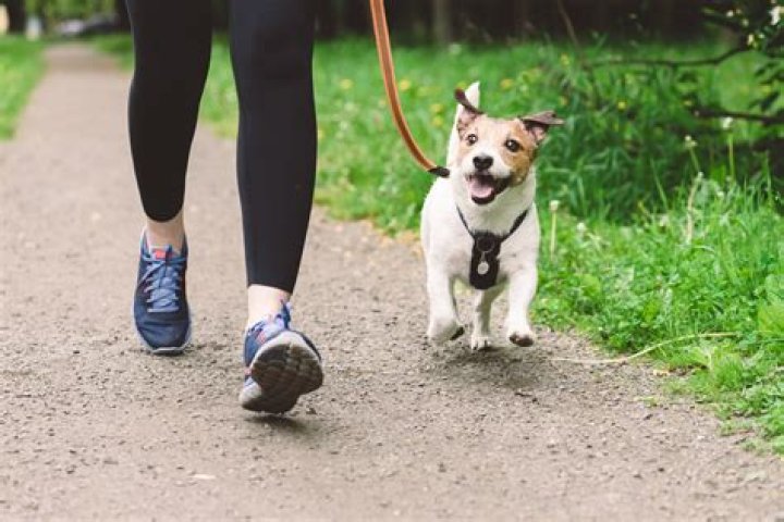 Can small dogs walk long distances?