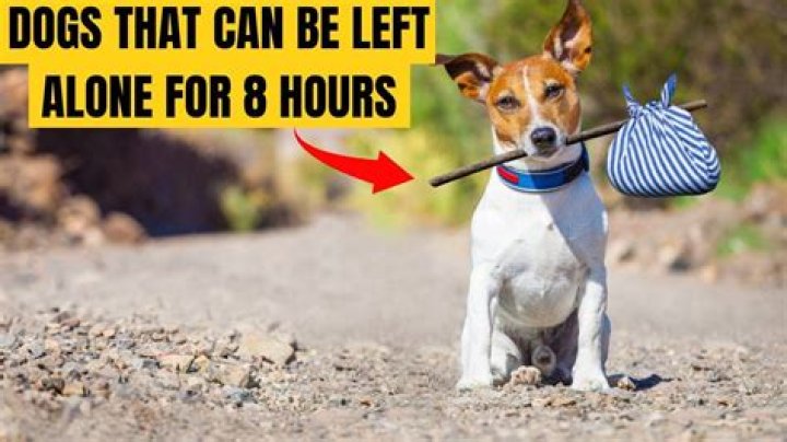 Can Staffies be left alone for 8 hours?
