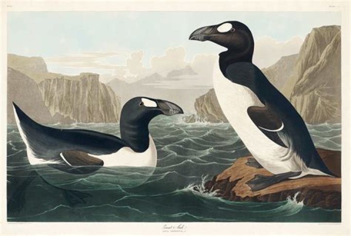 Can the great auk fly?