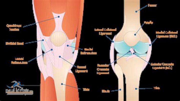 Can the patellar tendon be replaced?