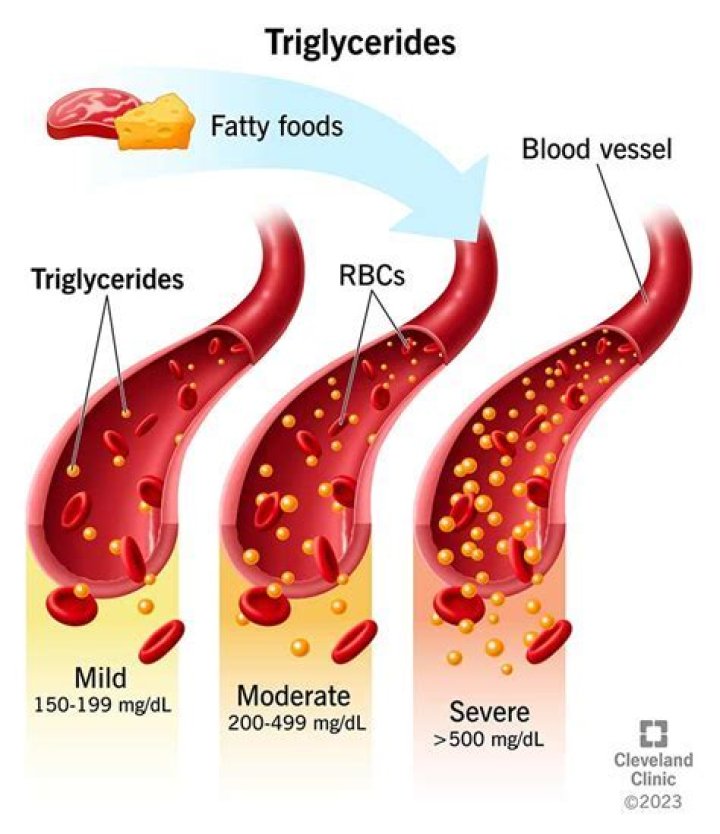 Can triglycerides be digested by humans?