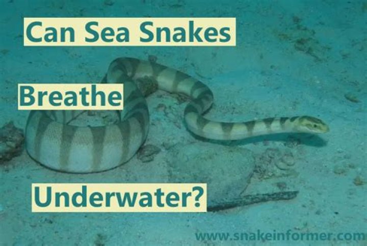 Can Triton breathe underwater?