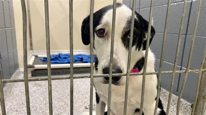 Can u work at an animal shelter at 16?