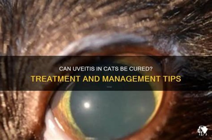 Can uveitis in cats be cured?