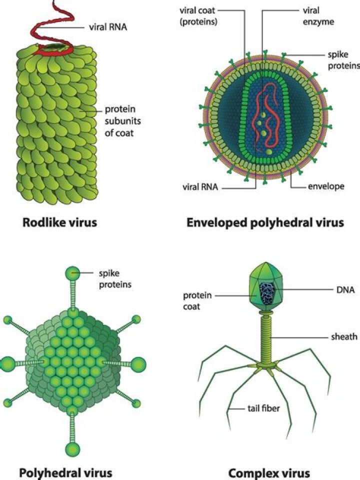 Can viruses be separated?