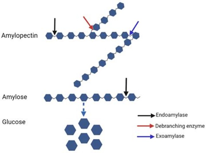 Can yeast ferment Maltotriose?
