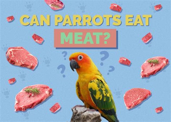 Can you be a vet and still eat meat?