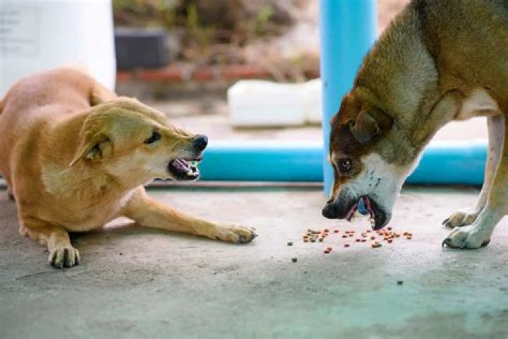 Can you break a food aggressive dog?