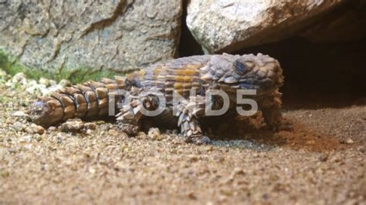 Can you buy an armadillo girdled lizard?