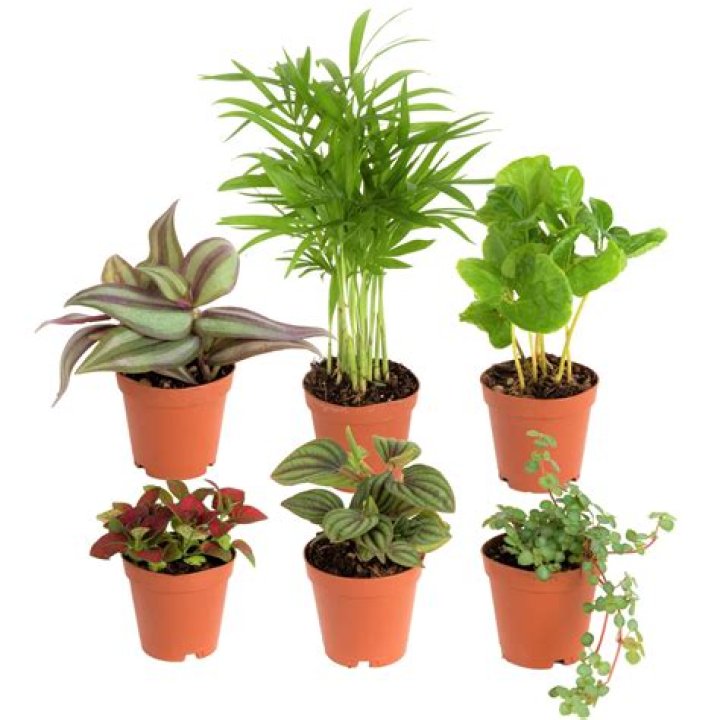 Can you buy plants from Tropica?