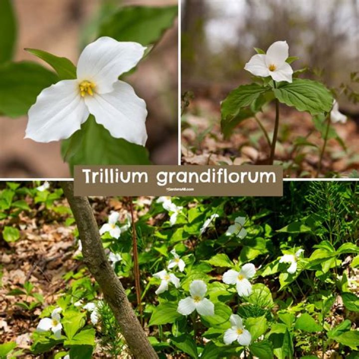 Can you buy white trillium?