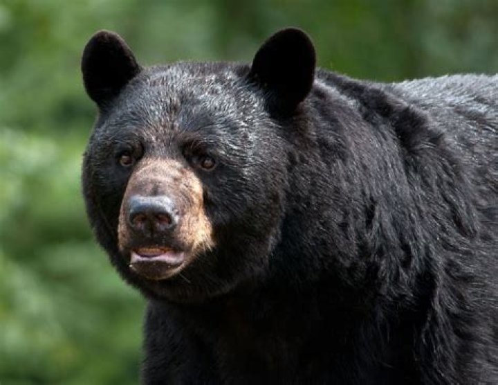 Can you call black bears?