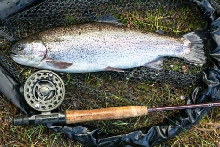 Can you catch trout with a spinner?