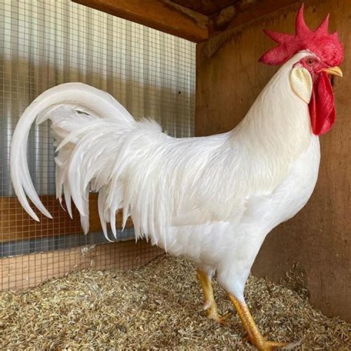 Can you eat a Leghorn rooster?