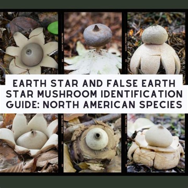 Can you eat an Earth Star mushroom?