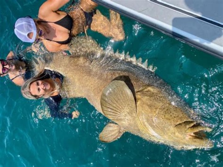 Can you eat grouper Raw?