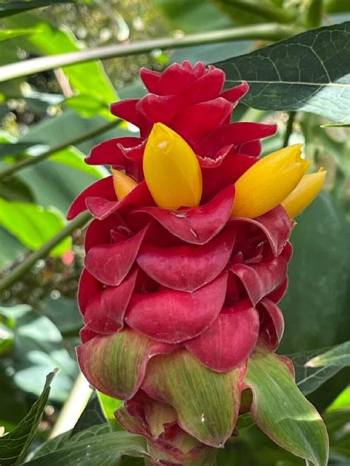 Can you eat red tower ginger?