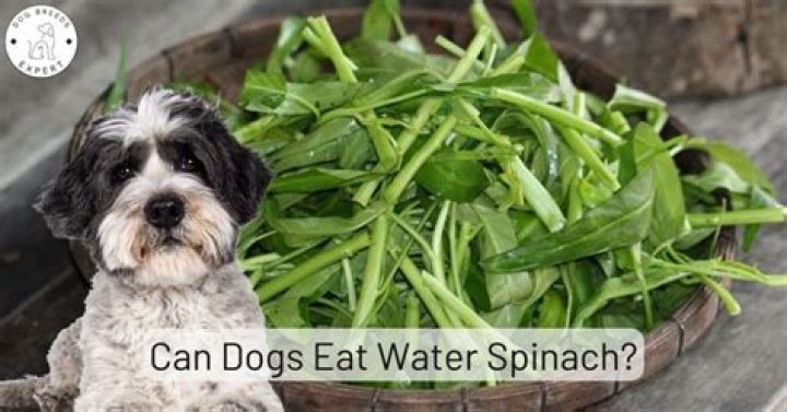Can you eat water spinach stems?