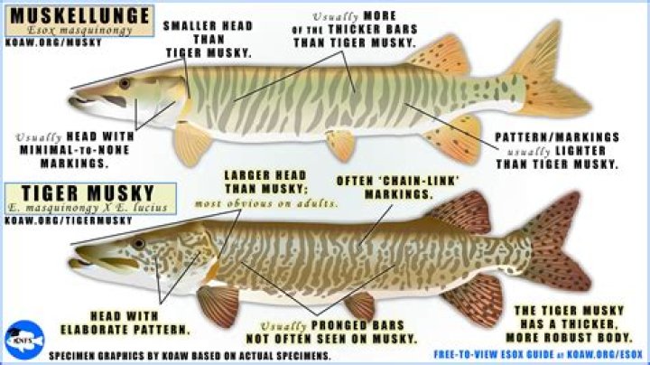 Can you fly fish for muskie?