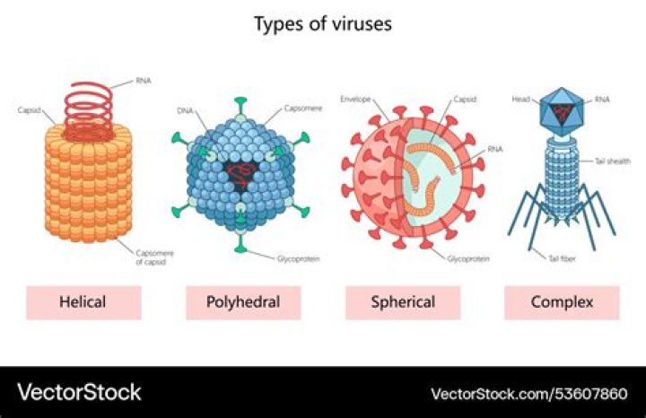 Can you genetically modify a virus?