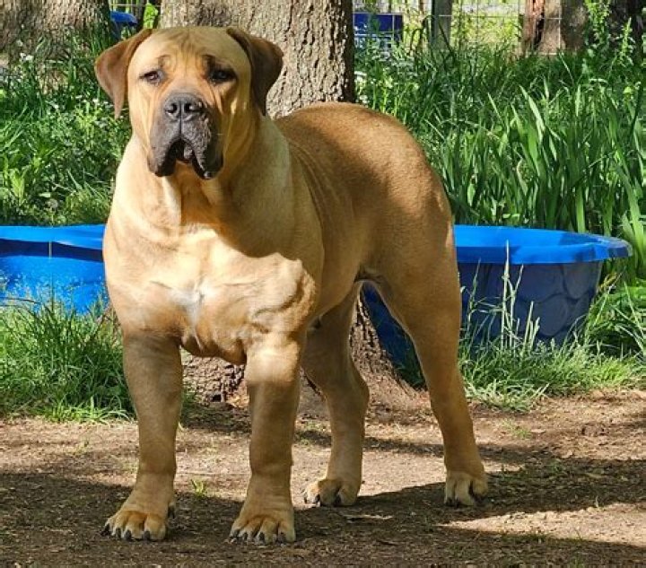 Can you get Boerboels in the UK?