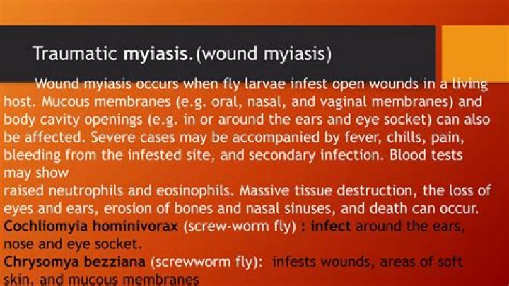 Can you get myiasis in Australia?