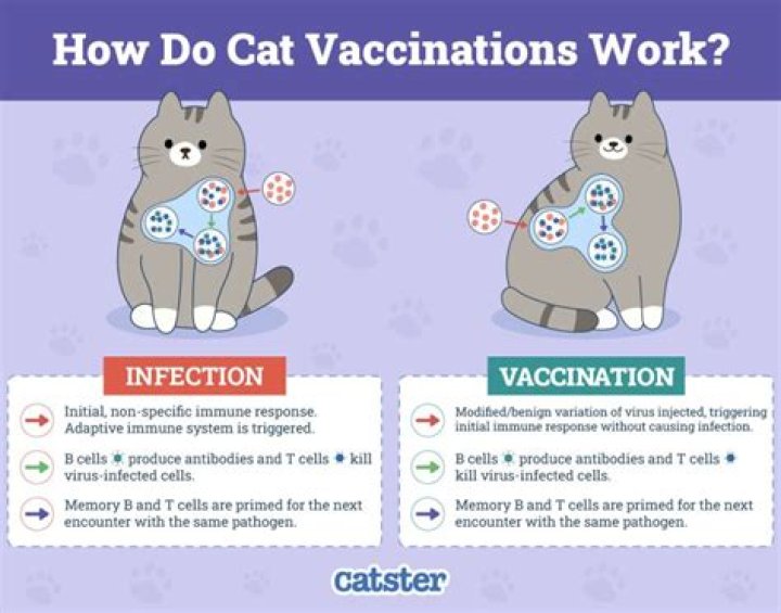 Can you give a cat Bactrim?