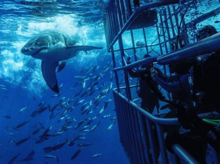 Can you go shark diving in California?