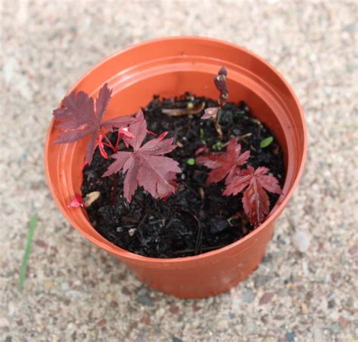 Can you grow Japanese maple from seed?