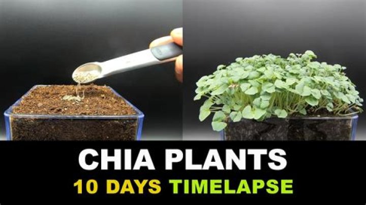 Can you grow plants from chia seeds?