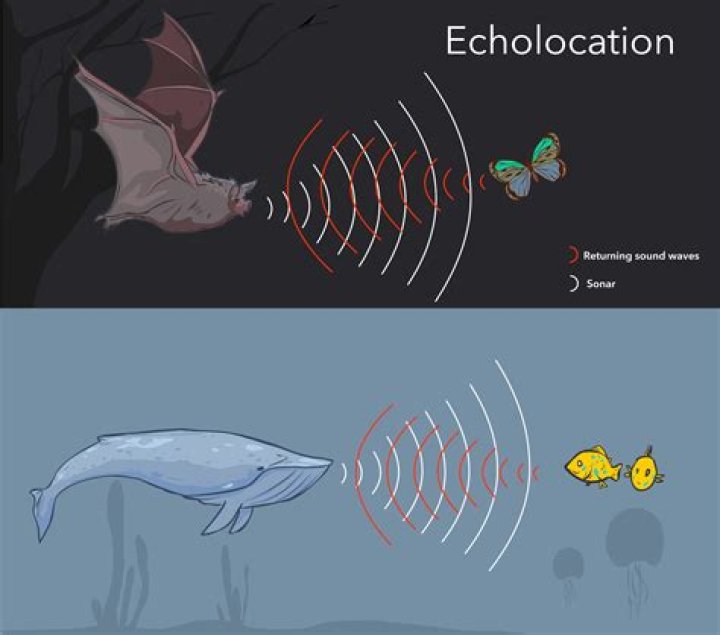 Can you hear a bats echolocation?