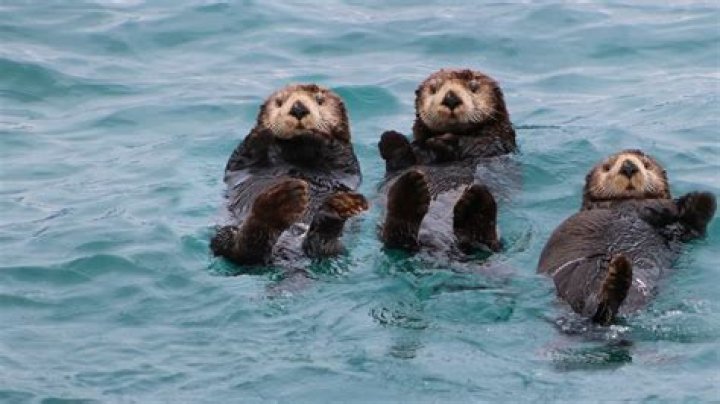 Can you hunt sea otters in California?