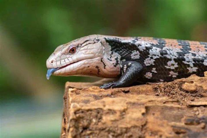 Can you keep a skink as a pet NZ?