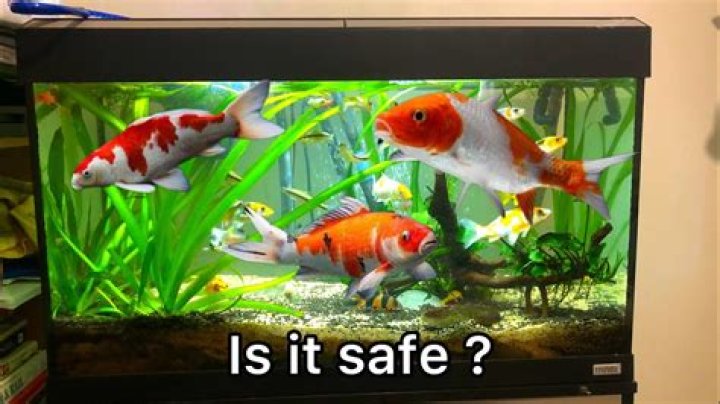 Can you keep koi carp in a fish tank?