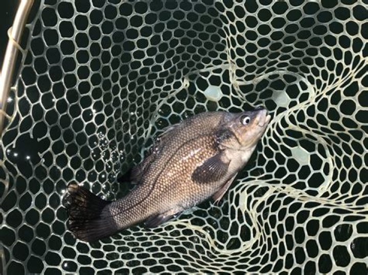 Can you keep Macquarie perch?