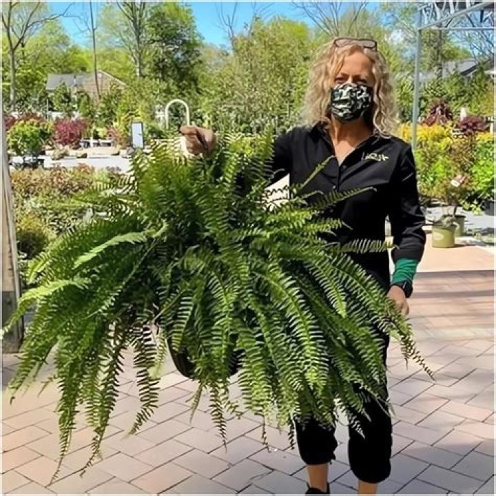 Can you keep maidenhair fern outside?